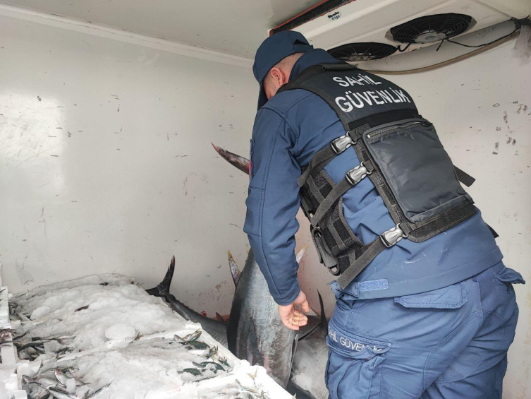 Çanakkale'de 11 orkinos ele geçirildi