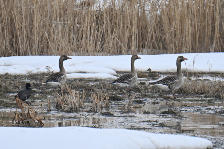 Koruma tedbirleri sayesinde Van'da görülen yaban kazlarının sayısı arttı