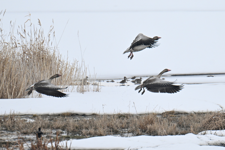 Koruma tedbirleri sayesinde Van'da görülen yaban kazlarının sayısı arttı