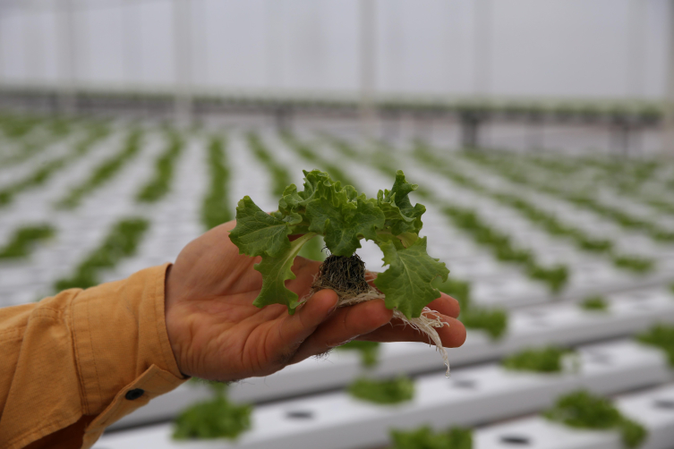 Rize'de topraksız tarımla marul üretimine başladılar