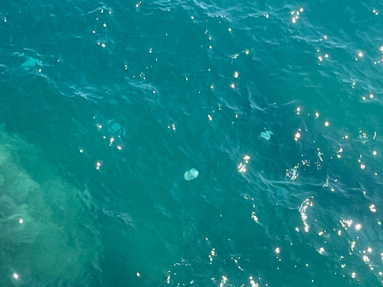 Antalya Körfezi'ndeki denizanası yoğunluğu incelemeye alındı