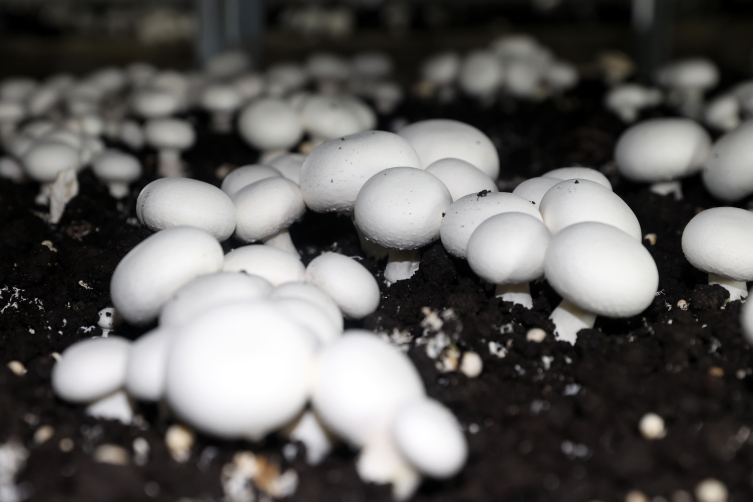 Sivas'ta kurulan mantar üretim tesisi kadınlara istihdam sağlıyor