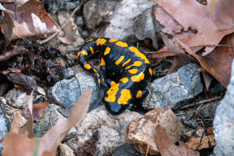 Adana'da "lekeli semender" görüldü