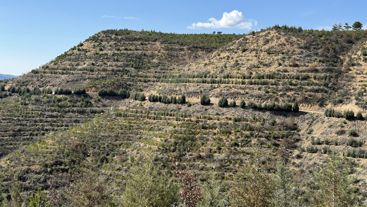 Bolu'da yanan ormanlık alana 269 bin fidan dikildi
