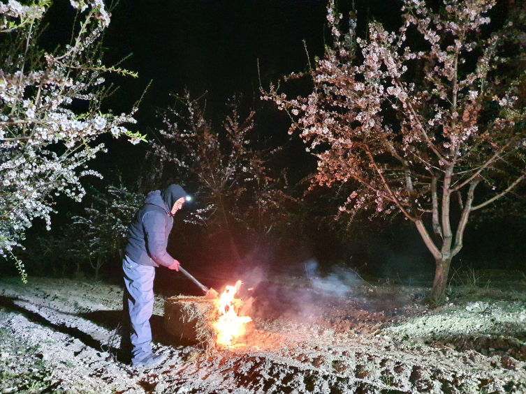 Manisa'da çiftçilerden zirai don nöbeti