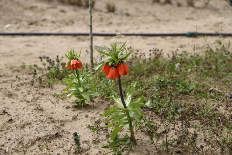 Edirne'de ters lale yetiştirilmeye başlandı