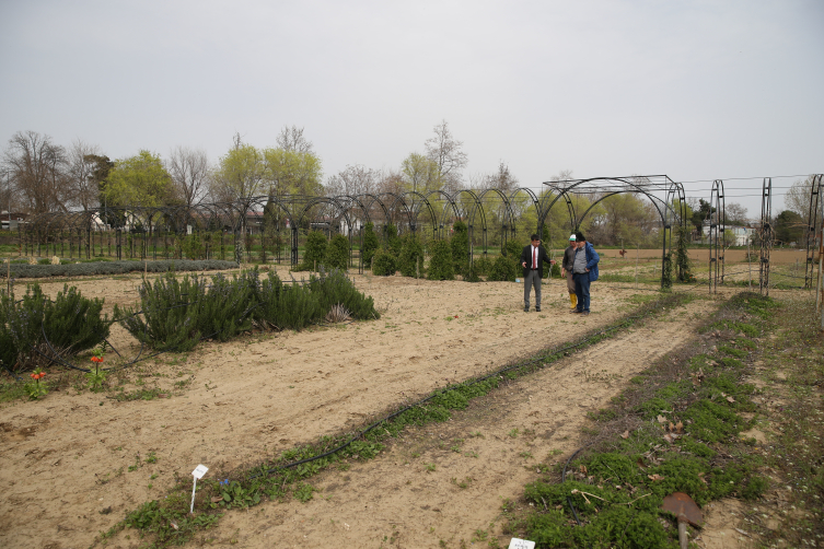 Edirne'de ters lale yetiştirilmeye başlandı