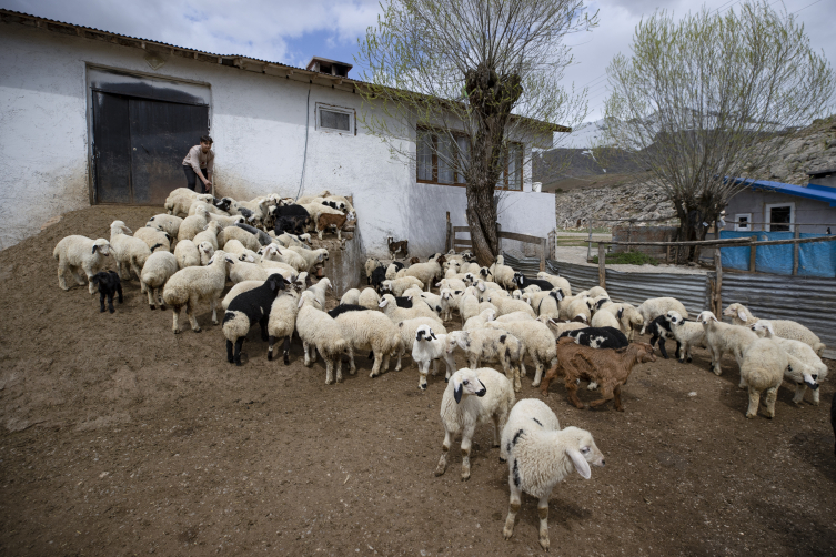 Tunceli'de köylüler 'baharın müjdecisi' oğlak ve kuzulara özenle bakıyor