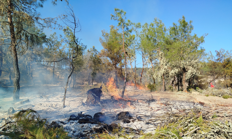 Sinop'taki orman yangını söndürüldü