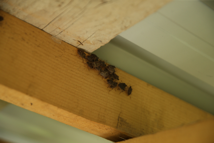 Ordu'da fındık bahçeleri ilaçlanıyor