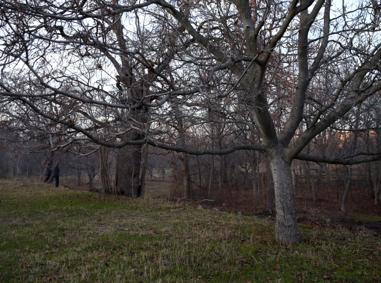 Kastamonu'daki Türk fındığı ağaçları koruma altına alındı