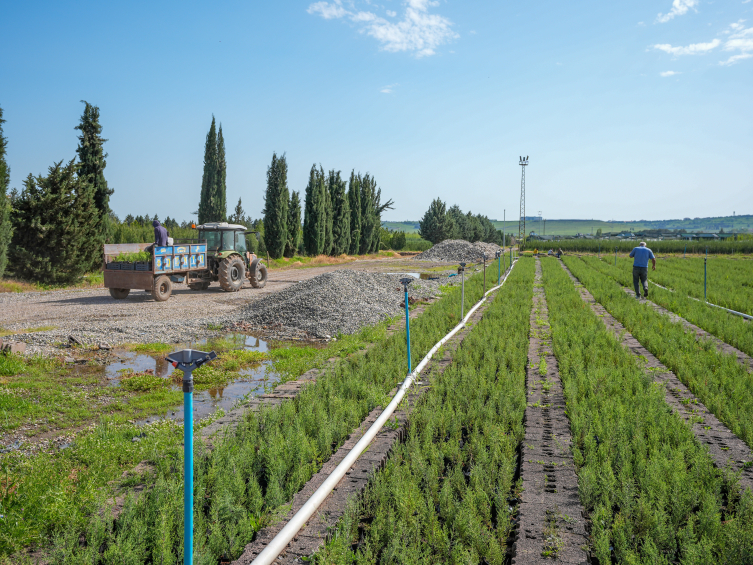 Diyarbakır'da yılda 3 milyon fidan yetiştiriliyor
