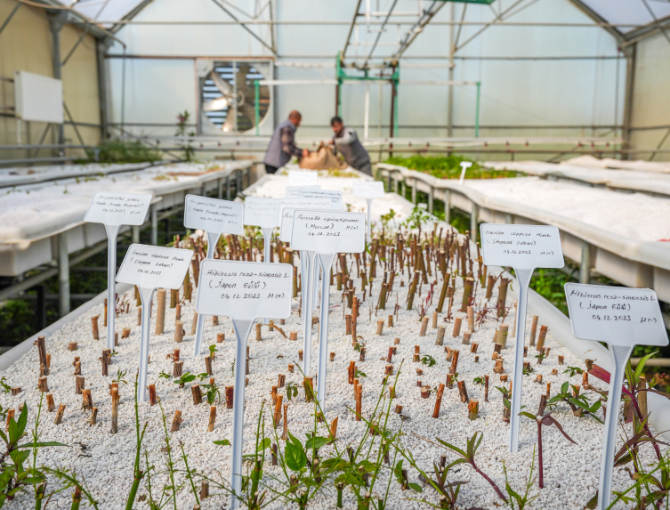 Diyarbakır'da yılda 3 milyon fidan yetiştiriliyor