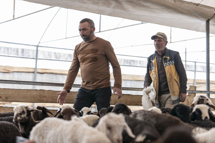 Erzurum'umda ters göçle beraber hayvancılık artıyor
