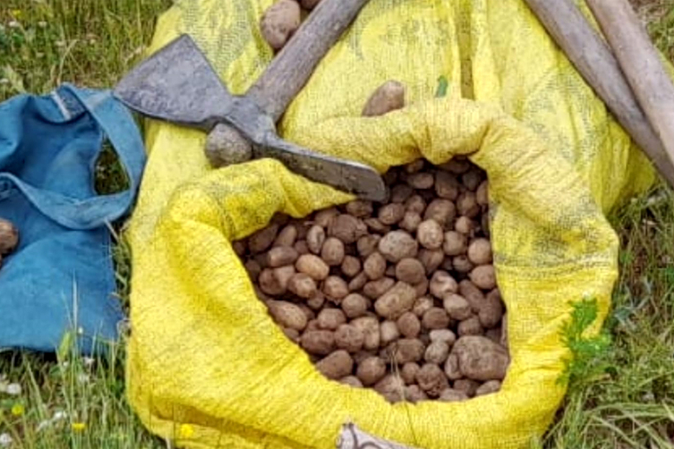 Elazığ'da kaçak salep soğanı toplayan 2 kişiye 774 bin 282 lira ceza