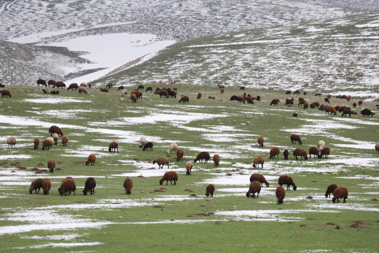 Ağrı'da çobanlar zorlu mesailerine bir yanı kar, bir yanı bahar dağlarda başladı