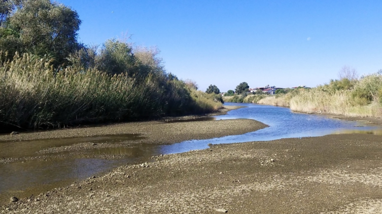 Türk bilim insanları yeni bir çöpçü balık türünü literatüre kazandırdı