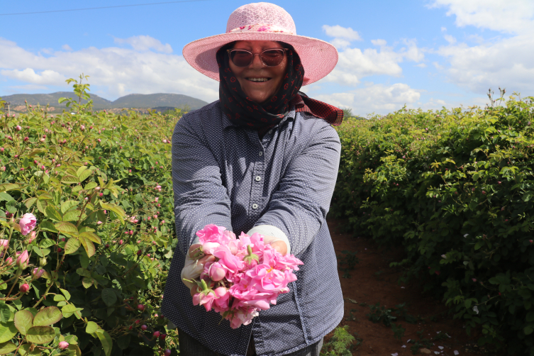 Isparta'da erken başlayan gül hasadında rekolte beklentisi yüksek