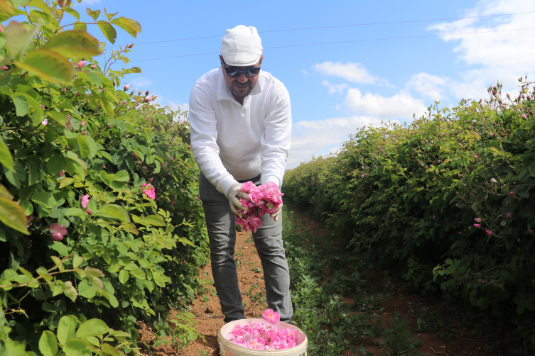 Isparta'da erken başlayan gül hasadında rekolte beklentisi yüksek