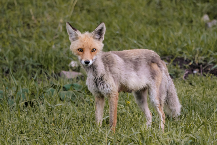 Kars'ta davetsiz misafir tilki, piknikçilerin sofrasına ortak oldu