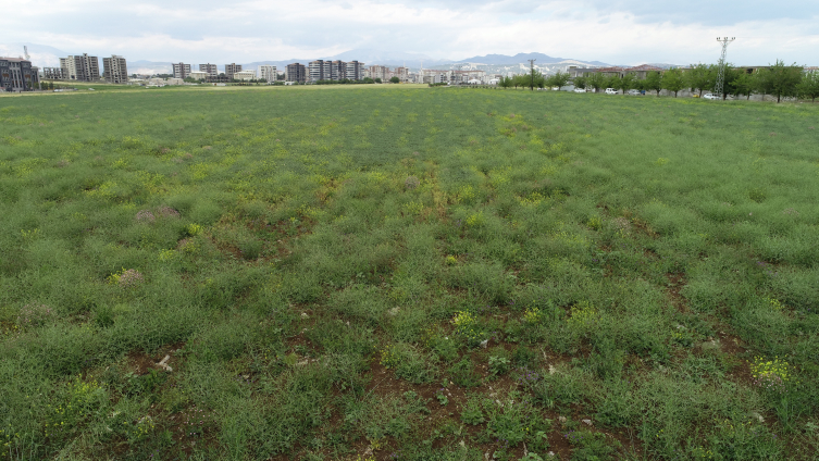Adıyaman'da son yağışların tahıl ve baklagil üretimini artırması bekleniyor