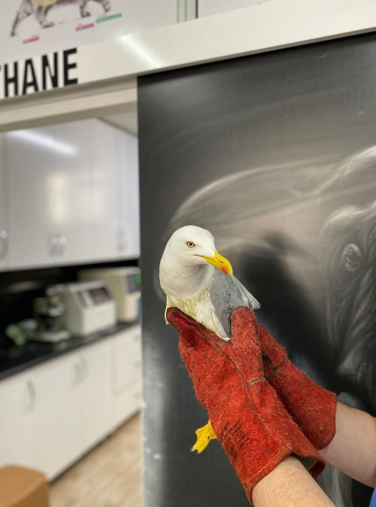 Kastamonu'da tedavi edilen doğan ve martı doğaya salındı