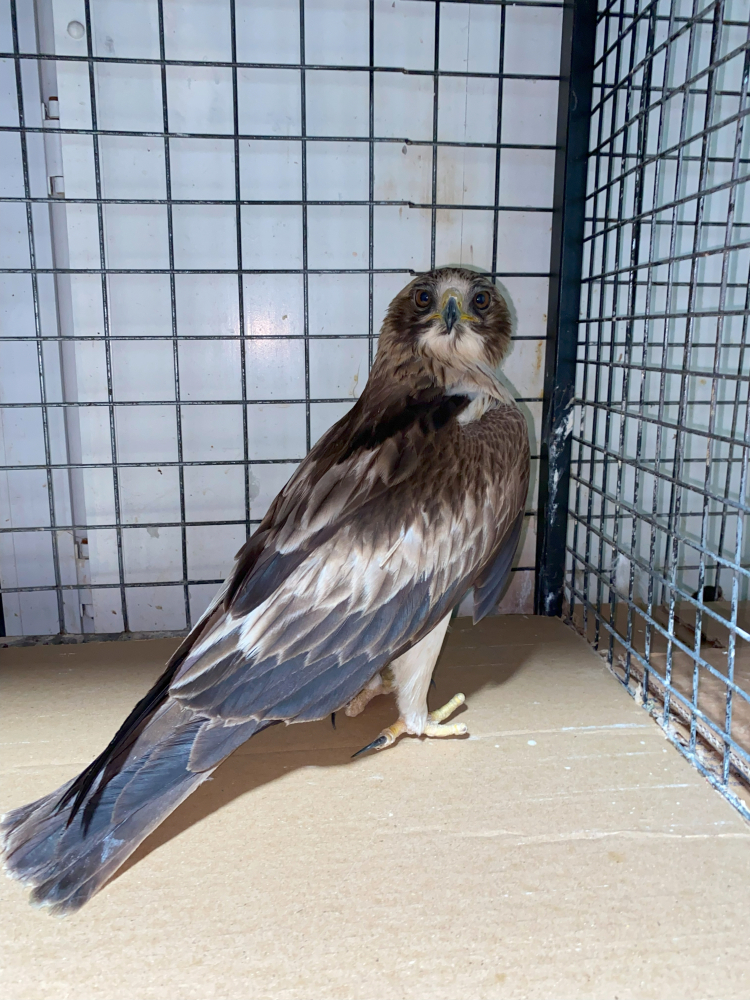 Erzurum'da bitkin bulunan küçük kartal, bakımının ardından doğaya bırakıldı