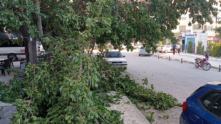 Çorum'da üzerine ağaç dalı düşen kadın yaralandı