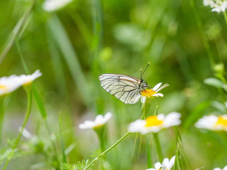 İlkokul öğretmeni 12 yıldır kelebek ve çiçekleri kayıt altına alıyor