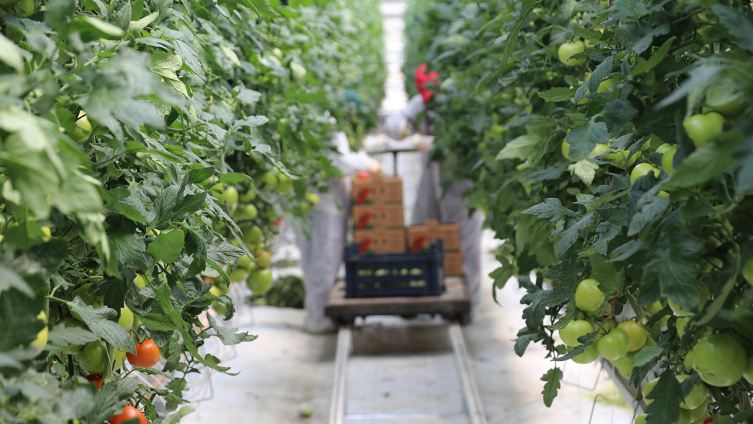 Erzincan'da jeotermal serada üretilen domatesin hasadına başlandı