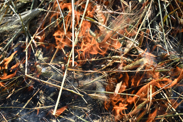 Gastronomi kenti Gaziantep'in coğrafi işaretli lezzeti firiğin zahmetli yolculuğu başladı