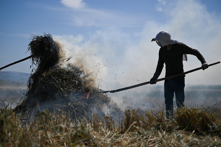 Gastronomi kenti Gaziantep'in coğrafi işaretli lezzeti firiğin zahmetli yolculuğu başladı