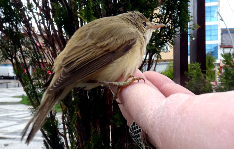 Kars'ta bitkin bulunan kamışçın kuşu tedavi altına alındı