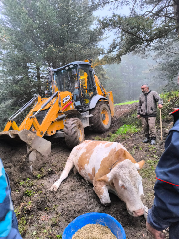 Tokat'ta yayla yolunda düşen gebe inek ekiplerce kurtarıldı