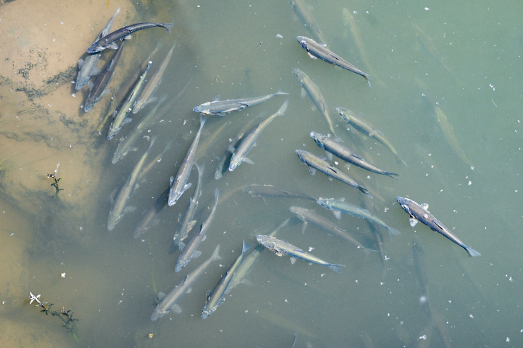 Jandarma'dan 'inci kefali' nöbeti