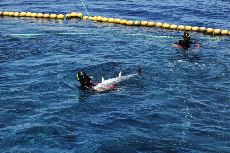 Antalya'da orkinoslar uydu cihazı ile takip edilecek