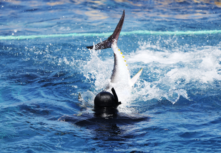 Antalya'da orkinoslar uydu cihazı ile takip edilecek