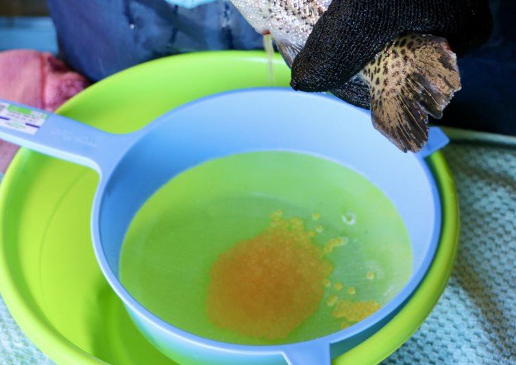 Türk somonunun yumurtadan sofraya lezzet serüveni