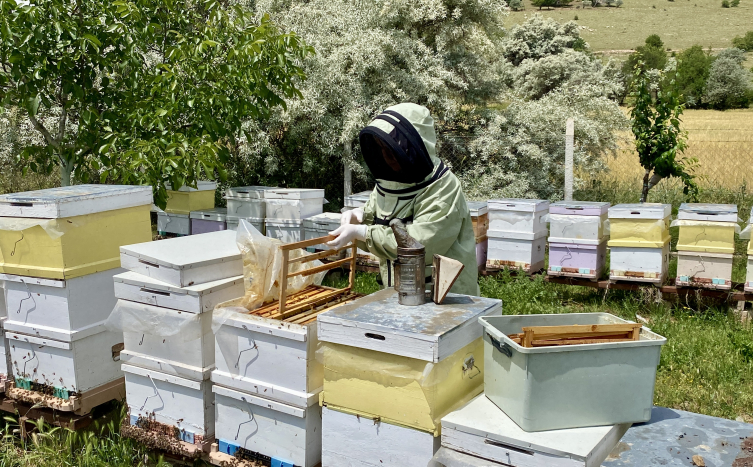 Kervansaray Dağları eteğinde arıcılık yapan kadın girişimci arı sütü üretimini artırdı