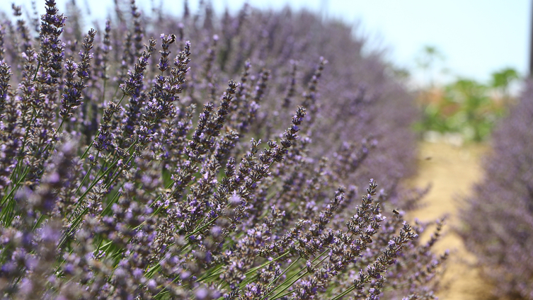 Tekirdağ'da "mor" renkli şenlik düzenlenecek