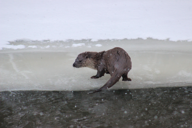 Kars Çayı'nda su samurları görüntülendi