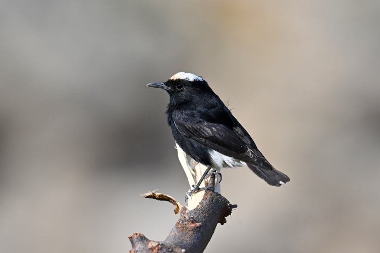 Kuş gözlemcisi genç Samandağ'da nadir kuş türünü kaydetti