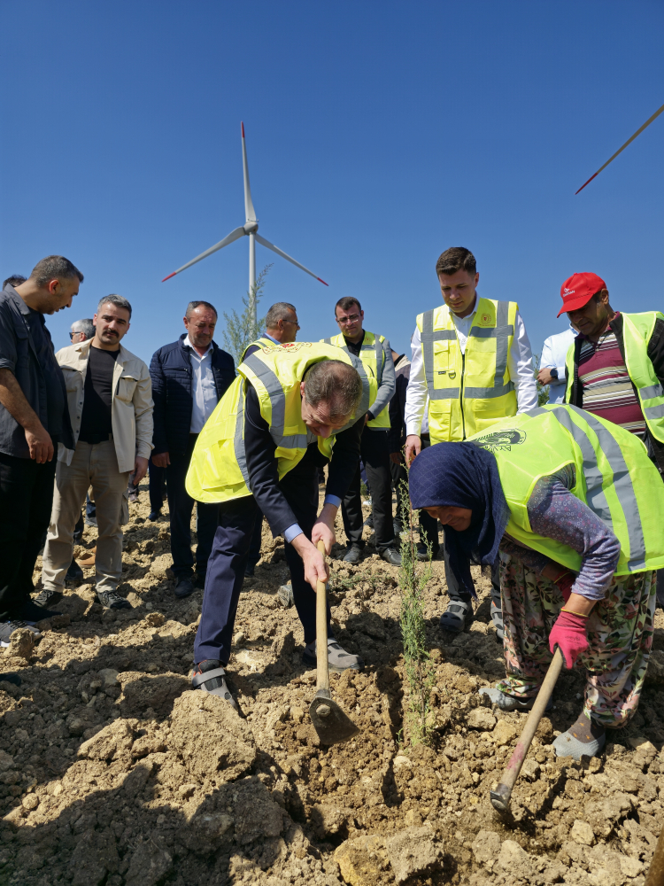 Enerji ve Tabii Kaynaklar Bakanlığı 100 bin fidanlık "enerji ormanı" oluşturuyor