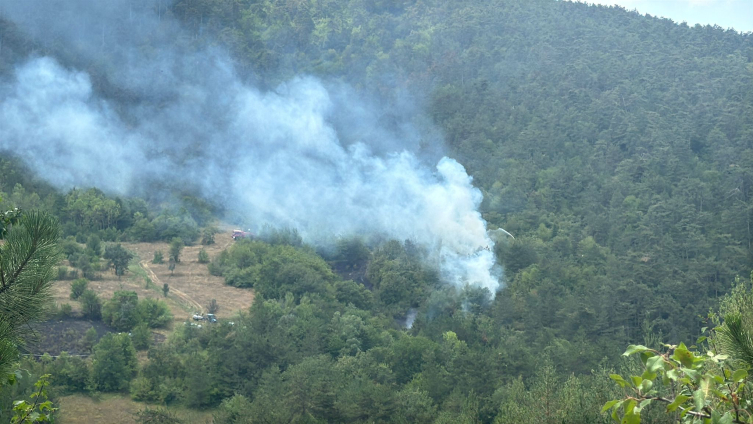 Bolu'da orman yangını