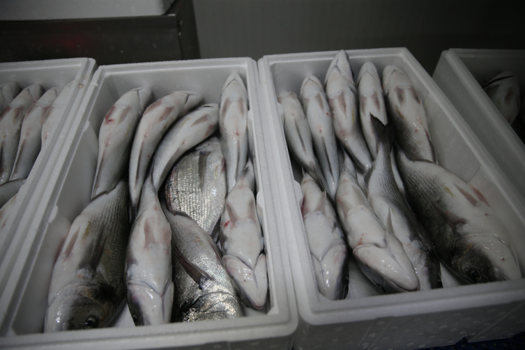 Hatay'da yetiştirilen balıklar Avrupa ülkelerine ihraç ediliyor