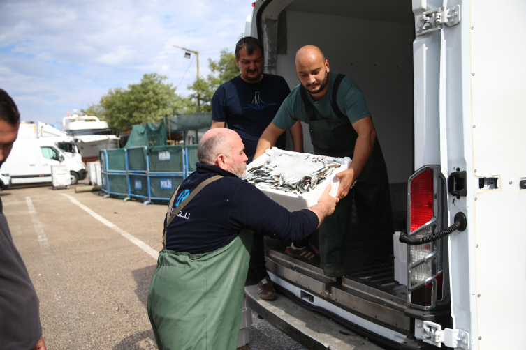 Balıkçıların yüzü istavritle gülüyor