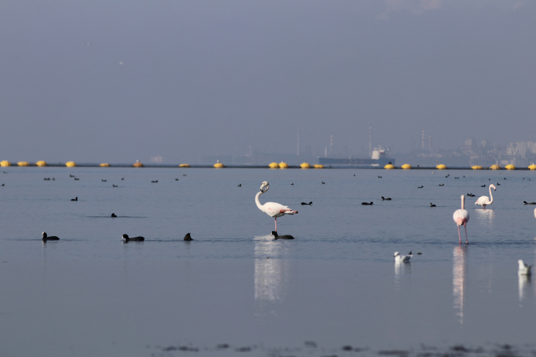 İzmit Körfezi'ndeki dip çamuru temizliği biyoçeşitliliği artırdı