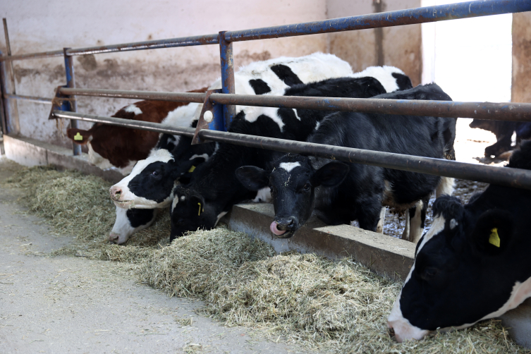 20 inekle başladı, günlük 1 ton süt üretir hale geldi