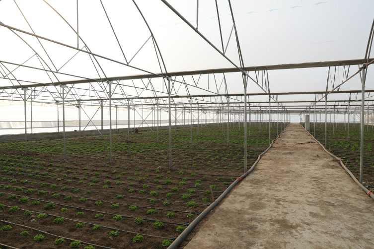 Doğu Anadolu’nun en büyük toplu sera alanı kuruluyor