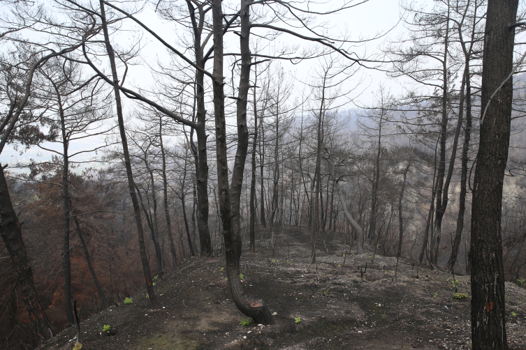 Hatay’da yanan ormanlar alevlere dayanıklı fidanlarla yeşillendiriliyor
